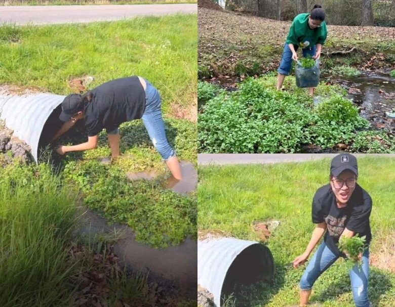 Dù phải ra cống thoát nước để mót rau về ăn nhưng Trang Khàn vẫn lên giọng: Bên này sướng gấp trăm lần Việt Nam, ở Việt Nam làm gì có rau sạch như này mà ăn