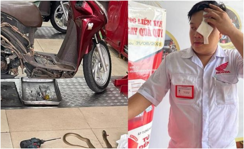 Rắn chui ra từ xe máy, phun nọc độc vào mắt kỹ thuật viên ở TP.HCM