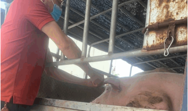 Đàn l:ợn nhi:ễm v:ir:us dị:ch t:ả Châu Phi được đưa về Hải Phòng tiêu thụ