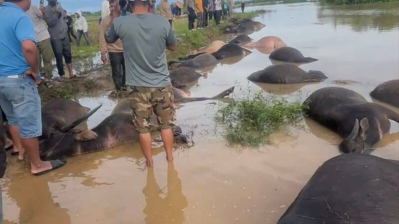 Xót xa cảnh bà con Ea Súp mất trắng sau bão 13: Cơ nghiệp cả đời giờ chỉ còn trâu nằm bất động giữa bùn!