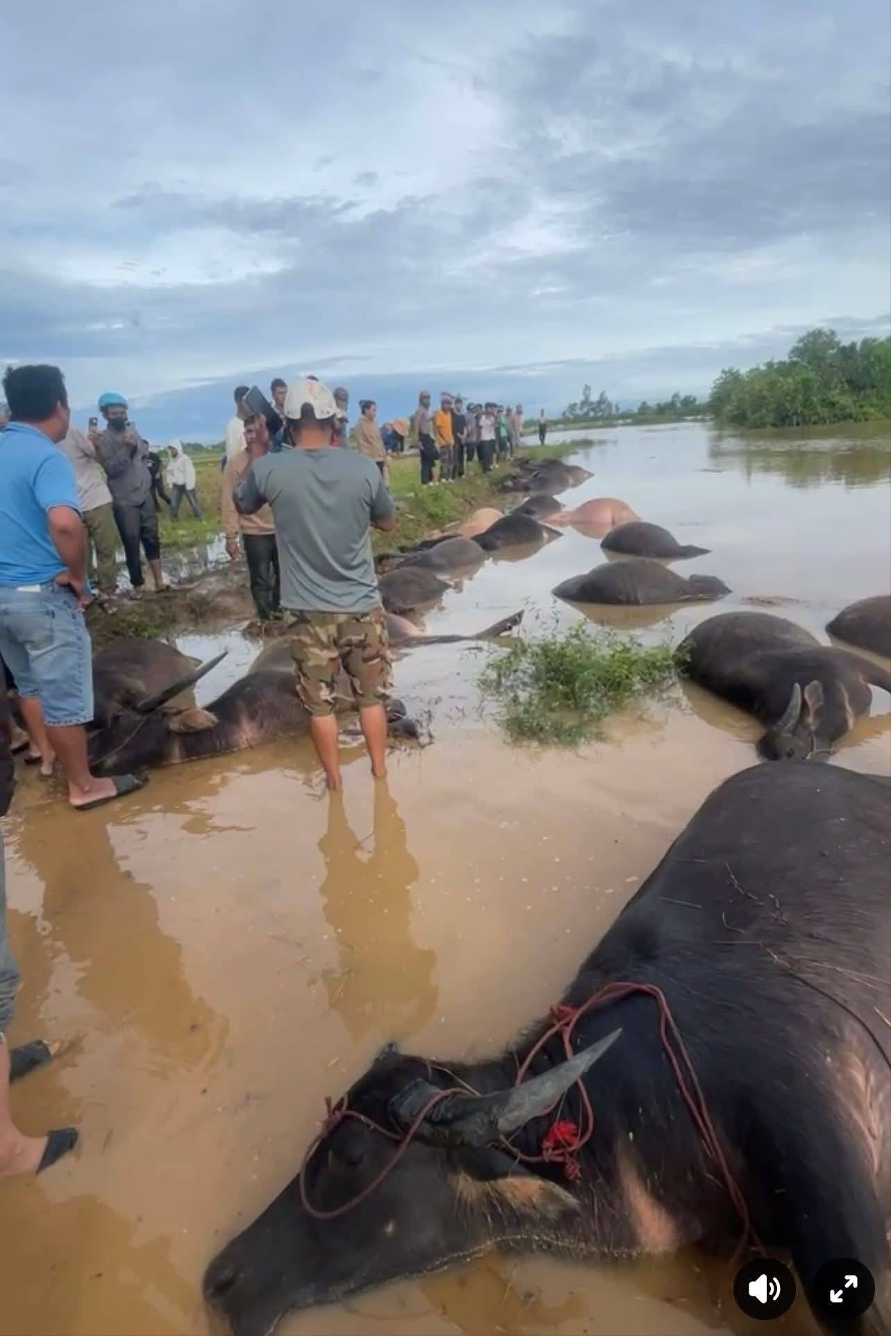 Xót xa cảnh bà con Ea Súp mất trắng sau bão 13: Cơ nghiệp cả đời giờ chỉ còn trâu nằm bất động giữa bùn!