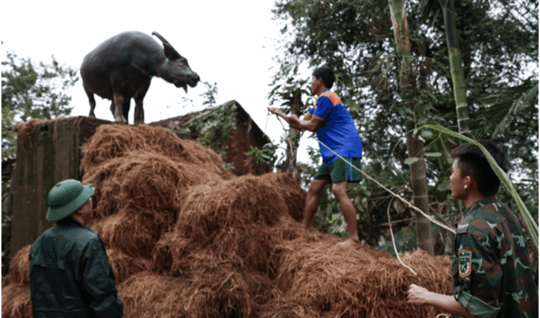 Xúc động cảnh chú trâu mắc kẹt gần 1 tuần trên mái nhà: ‘Biết trâu còn sống, tôi mừng rơi nước mắt’