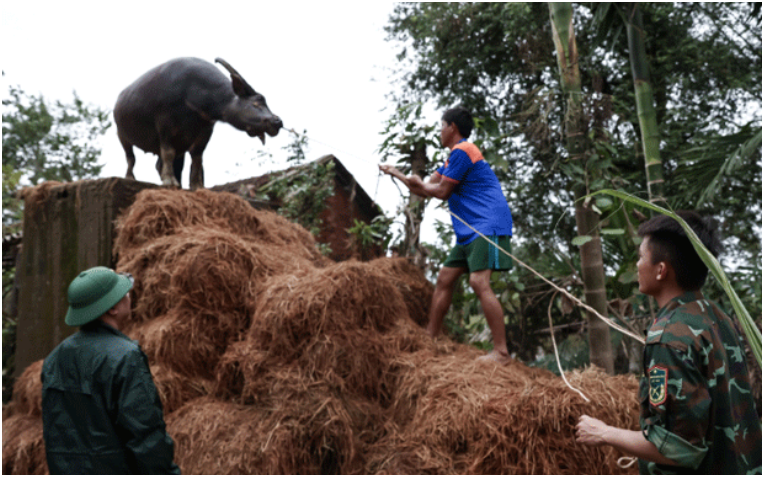 Xúc động cảnh chú trâu mắc kẹt gần 1 tuần trên mái nhà: ‘Biết trâu còn sống, tôi mừng rơi nước mắt’