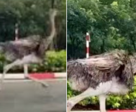 Vụ đà điểu chạy bon bon trên đường phố TP.HCM: Chưa tìm ra chủ, sau khi bị tạm giữ, chú đà điểu kiệt sức và đã ra đi mãi mãi – phường đang tiến hành tiêu hủy