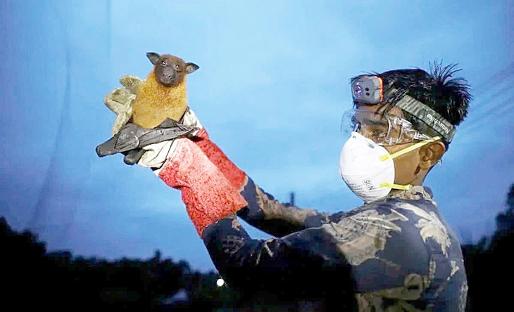 Virus Nipah tái xuất tại Ấn Độ: Trước nguy cơ xâm nhập Việt Nam, chúng ta cần phòng tránh những gì ngay từ bây giờ?