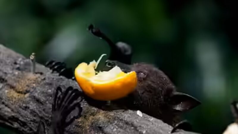 Chuyên gia cảnh báo lạnh người: Loài dơi mang virus Nipah đặc biệt thích ăn một loại quả cực quen, dịp Tết ở Việt Nam bán đầy chợ