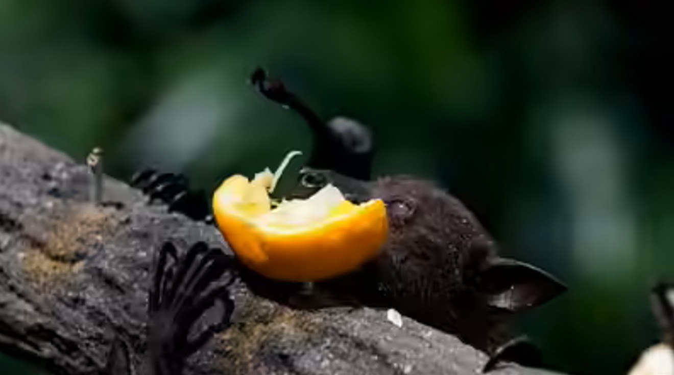 Chuyên gia cảnh báo lạnh người: Loài dơi mang virus Nipah đặc biệt thích ăn một loại quả cực quen, dịp Tết ở Việt Nam bán đầy chợ