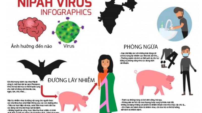 Bộ Y tế phát cảnh báo khẩn về virus Nipah: Chưa có vắc xin, tỷ lệ tử vong cao, người dân cần chủ động phòng tránh từ sớm