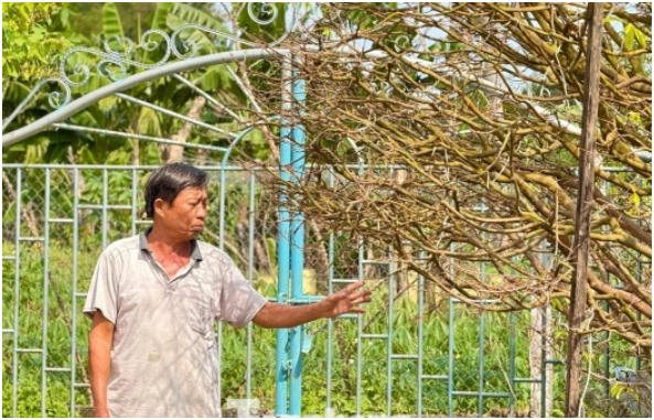 Cận cảnh cây mai hơn 70 năm tuổi được hét giá với 3,5 tỷ đồng: “Chủ nhân khẳng định đây là cây độc nhất vô nhị, chưa ai có bao giờ”